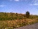 Pohad