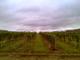 Foto : Vinohrady v Dechticiach J..