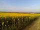 Foto : Polia repky Eurobrew
