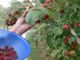 Foto : Maliny
(C} Eurobrew