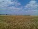 Foto : Polia v atve